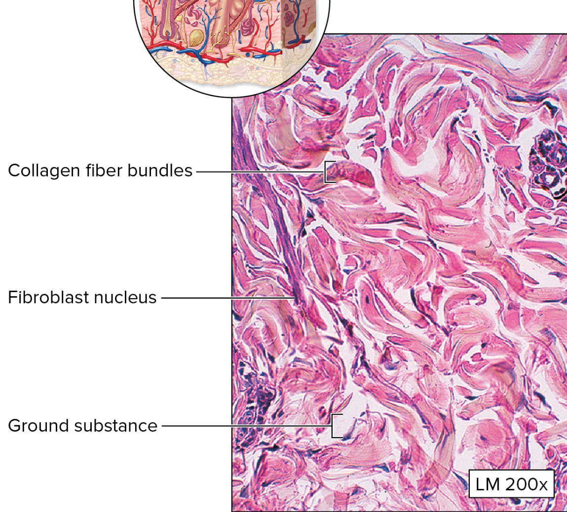 <p>What type of connective tissue is this?</p>