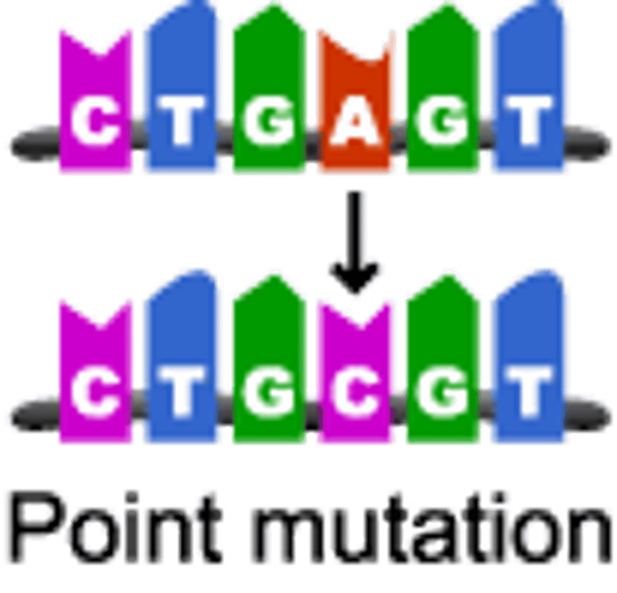 <p>gene mutation in which a single base pair in DNA has been changed or substituted</p>