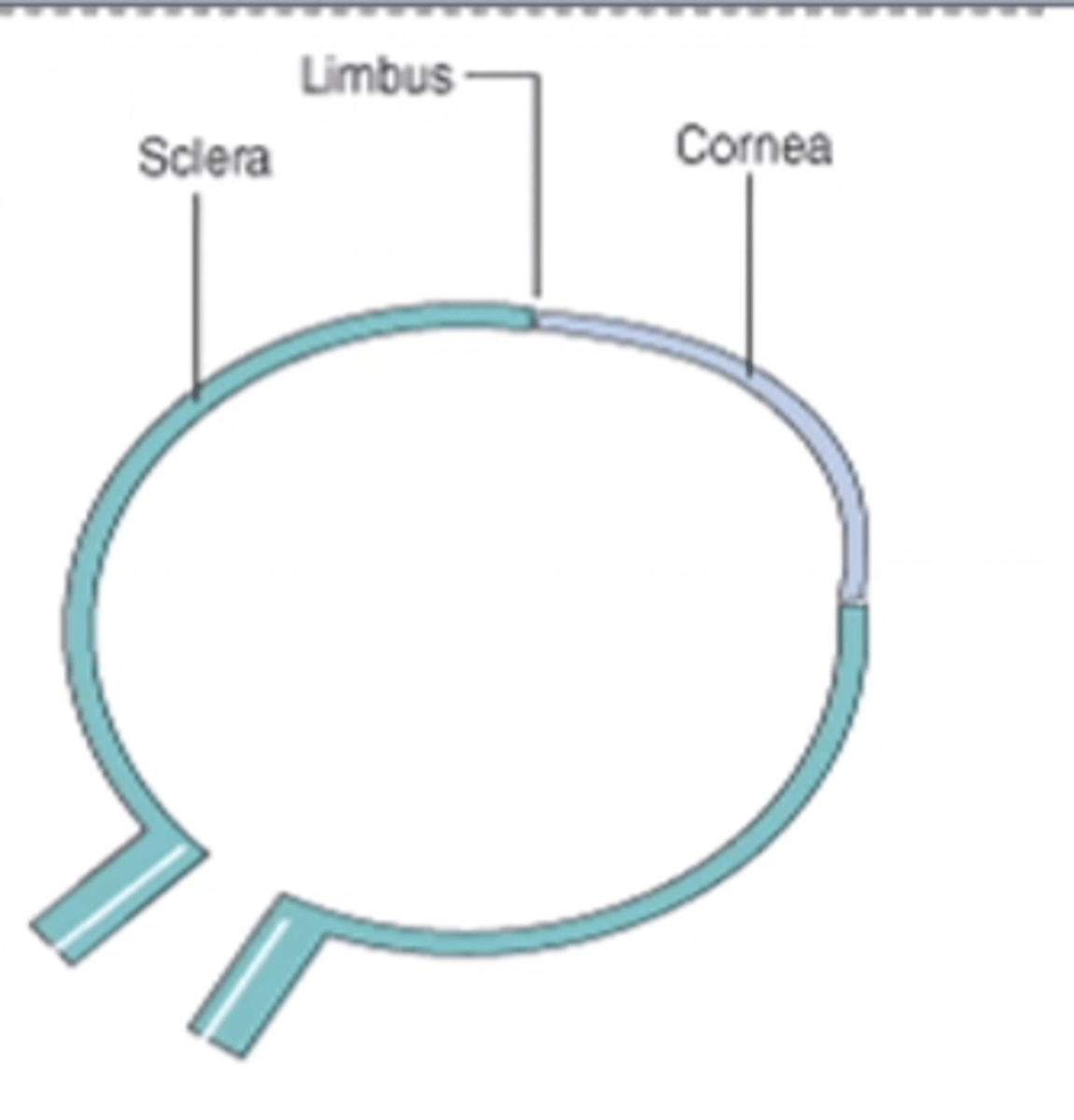 <p>cornea, sclera, optic nerve</p>