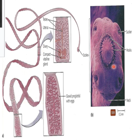 <p>(parasitology)</p><ul><li><p><span style="font-family: &quot;DM Sans&quot;, sans-serif"><strong>Tape worms</strong></span></p><ul><li><p>Has hooks that allow it to attach to the host</p></li></ul></li></ul><p></p>