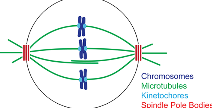 <p>long protein ropes that come from the MTOC and connect at the centromere of the chromosome</p>