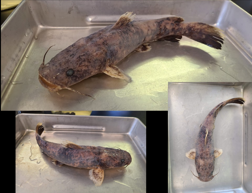 <p>What is the taxonomy, common name, and scientific name of this fish</p>