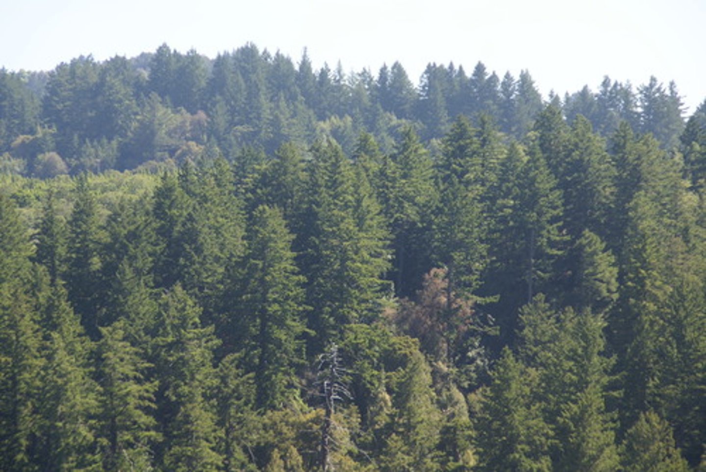 <p>forest (biome) that is cold, dry, and inhabited mainly by trees that do not lose their leaves</p>