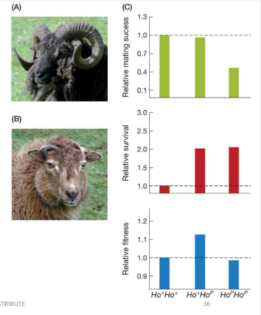 <p>Bighorn sheep with the dominant Ho+ allele have increased mating success. However, sheep with the recessive Hop allele have increased survival. Use this information and the information in the figure to determine if genetic variation at this locus will</p><p>a. decrease over time</p><p>b. increase over time</p><p>c. be maintained over time</p>