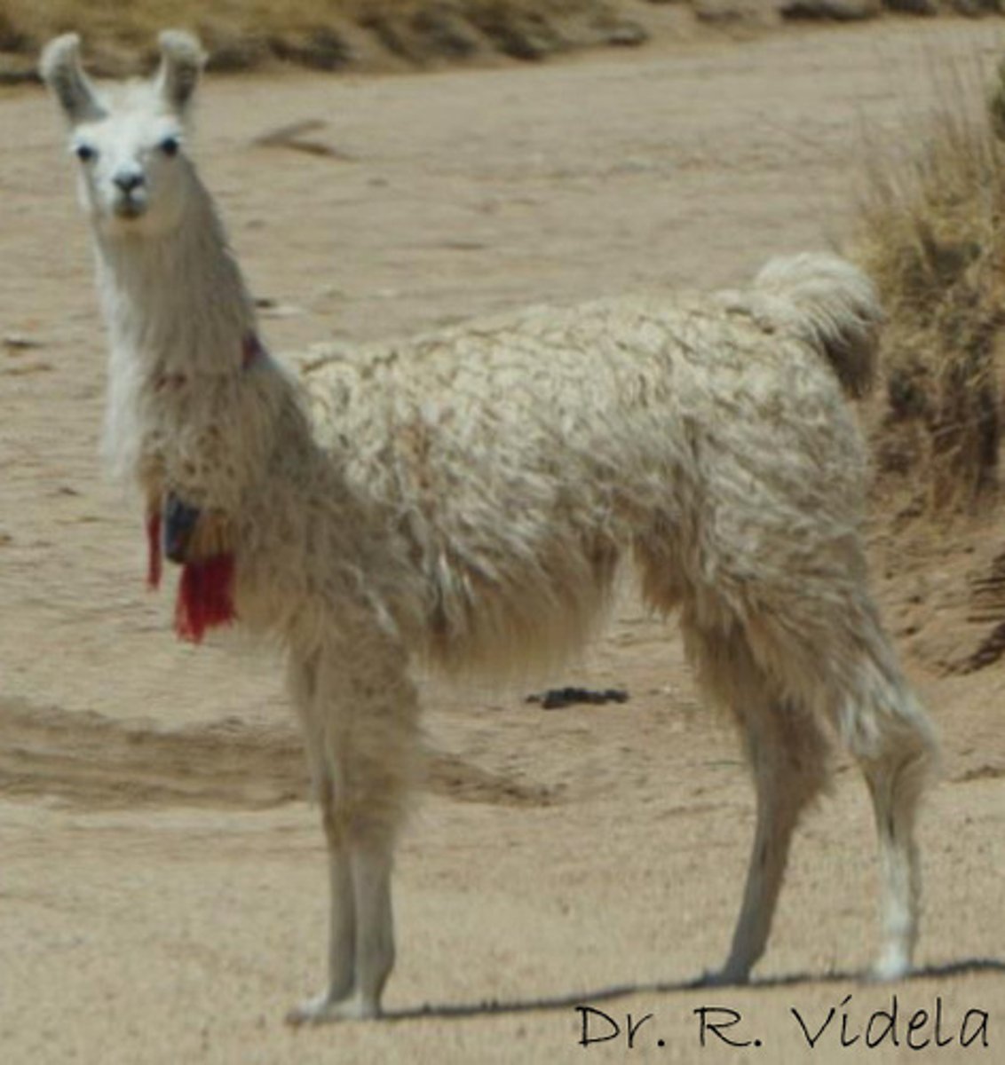 <p>What domestic species camelid is this?</p>