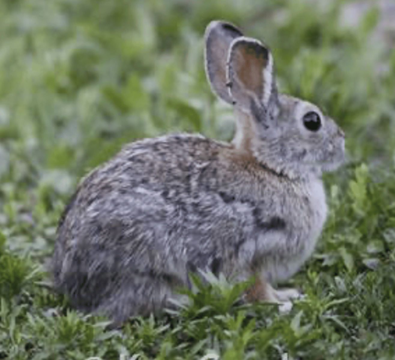 <p>Name, habitat, range</p>