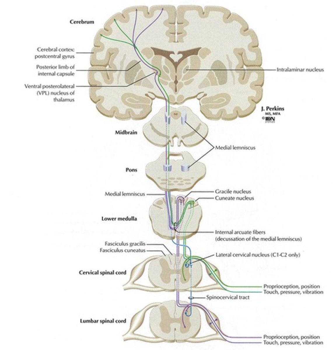 <p>Carries sensations of touch, pressure, vibration, and conscious proprioception.</p>