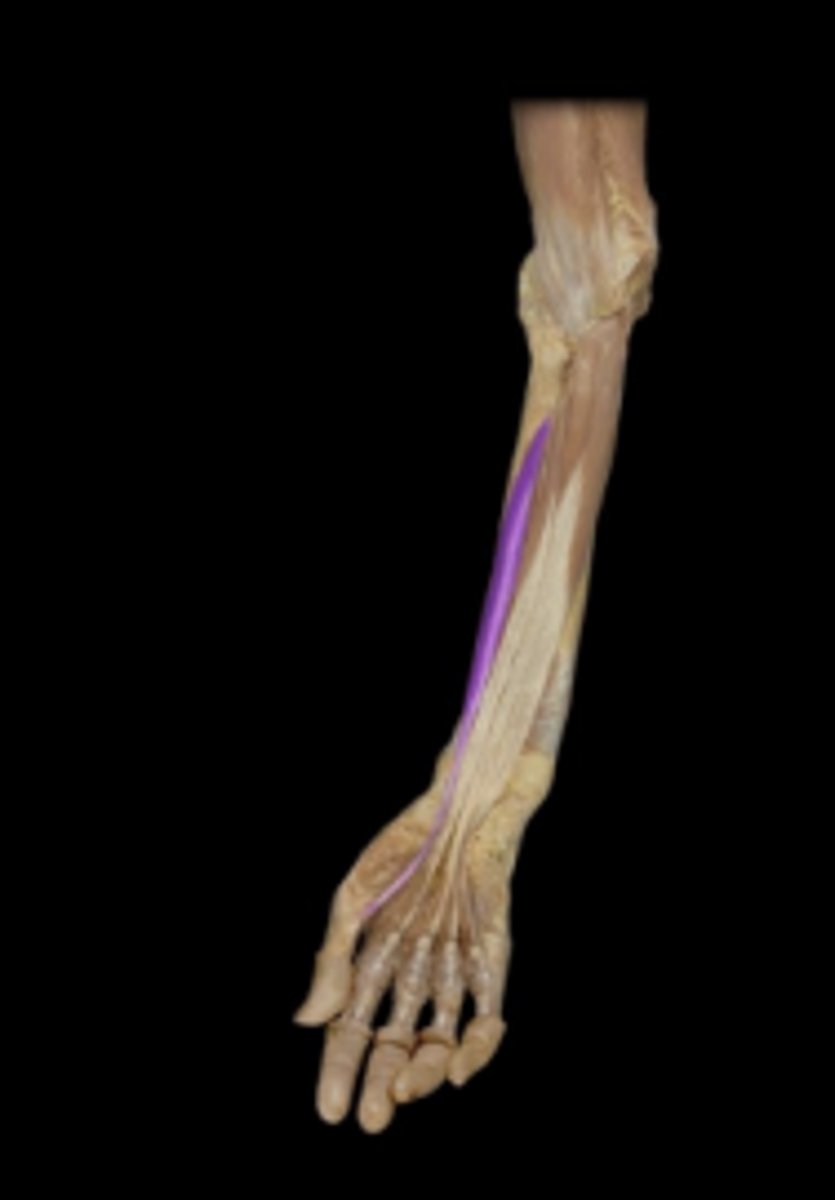 <p>action: flexion of the phalanges of the pollex.</p>