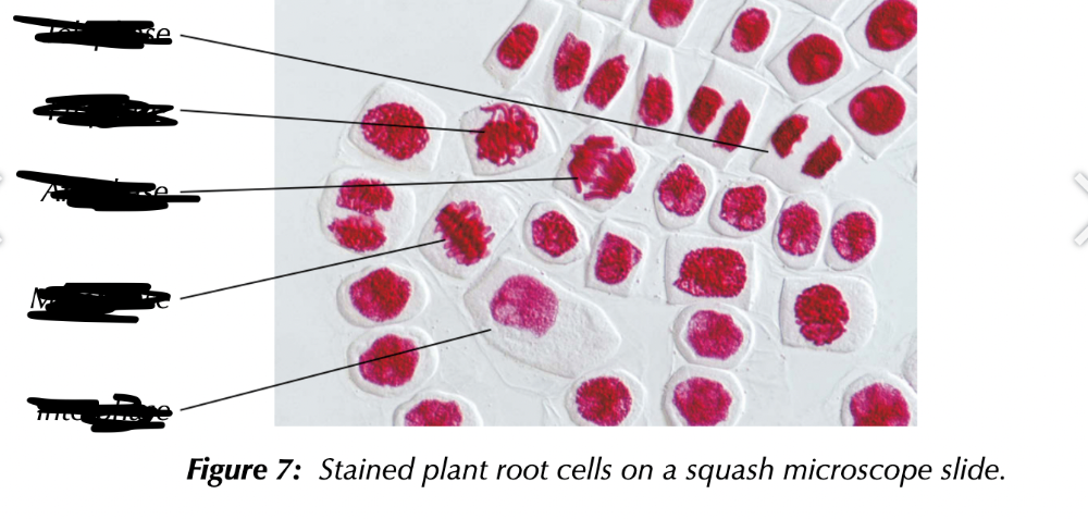 <p>Label each line with which stage the cell is going through </p>