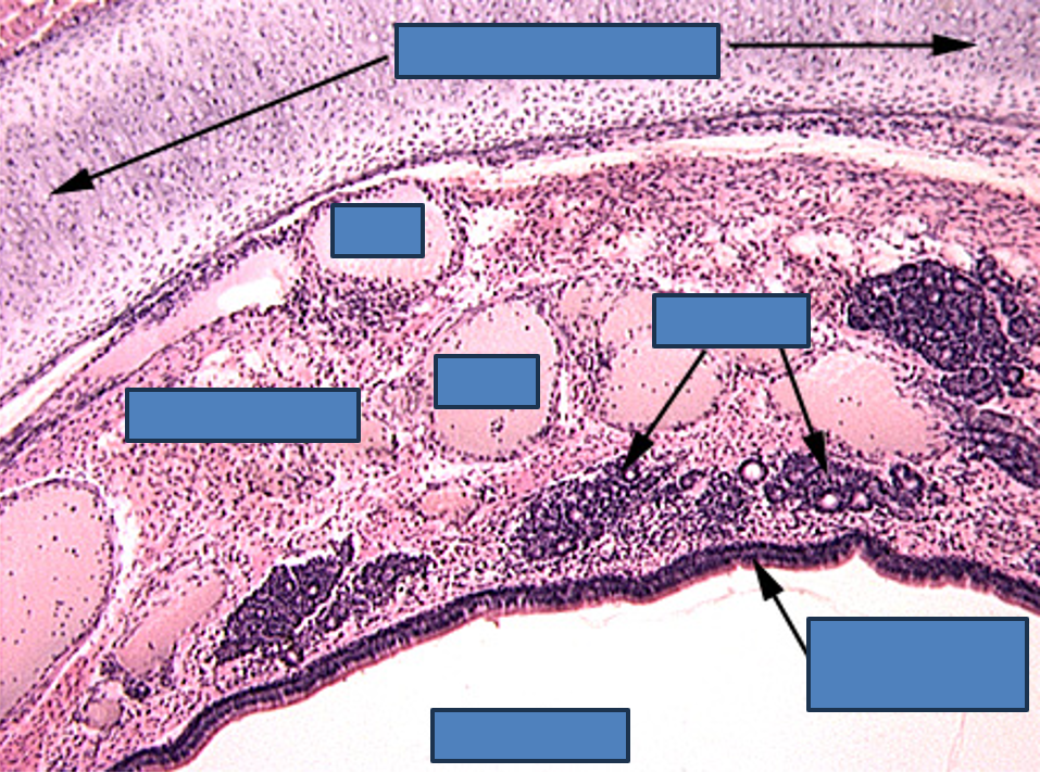<p>Identify this structure</p>