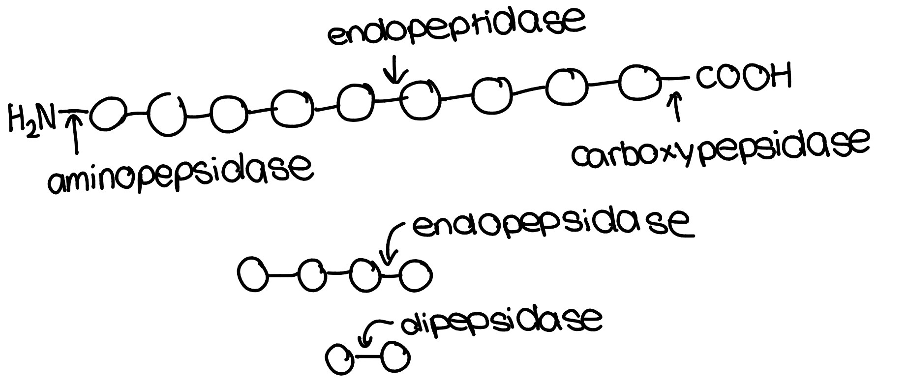 <p><strong>endopepsidase- </strong>hydrolyses peptide bonds between amino acids in the central region of the protein e.g trypsin made and secreted in pancreas, pepsin in stomach ph2</p><p><strong>exopepsidase- </strong>hydrolyses peptide bonds on the terminal amino acids of the protein e.g carboxypeptidase removes amino acids from the carboxylic acid end, aminopepsidase removes amino acids from the amino group end</p><p><strong>dipepsidase- </strong>hydrolyse the peptide bond in a dipeptide</p><p>starts in stomach, then duodenum, then ileum</p>