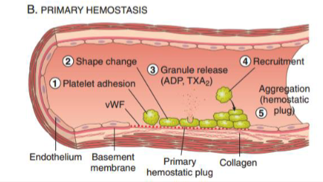 <ol><li><p>platelet adhesion</p></li><li><p>shape change</p></li><li><p>granule release (ADP, TXA2): recruit more platelets</p></li><li><p>recruitment</p></li><li><p>aggregation = hemostatic plug</p></li></ol><p></p>