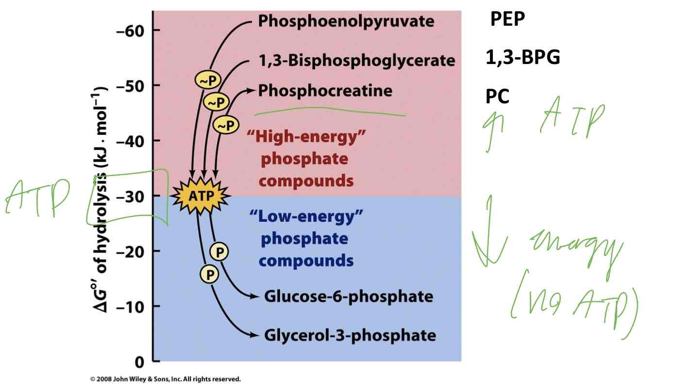 <p>High energy phosphate compounds = ATP</p><p>Low-energy phosphate compounds = No ATP</p>