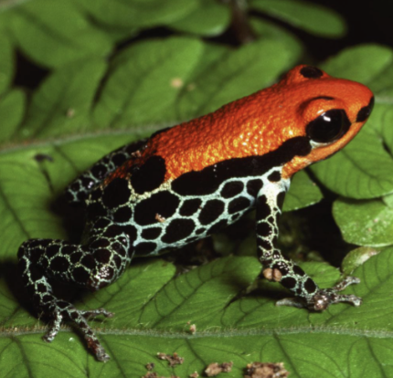 <p>animals with effective h=chemical defense often exhibit bright warning colors</p>