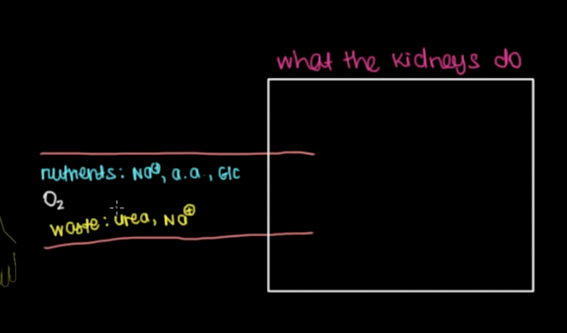 <ol><li><p>Nutrients such as sodium, amino acids and HCI</p></li><li><p>Oxygen</p></li><li><p>Waste such as urea and Na+</p></li></ol>