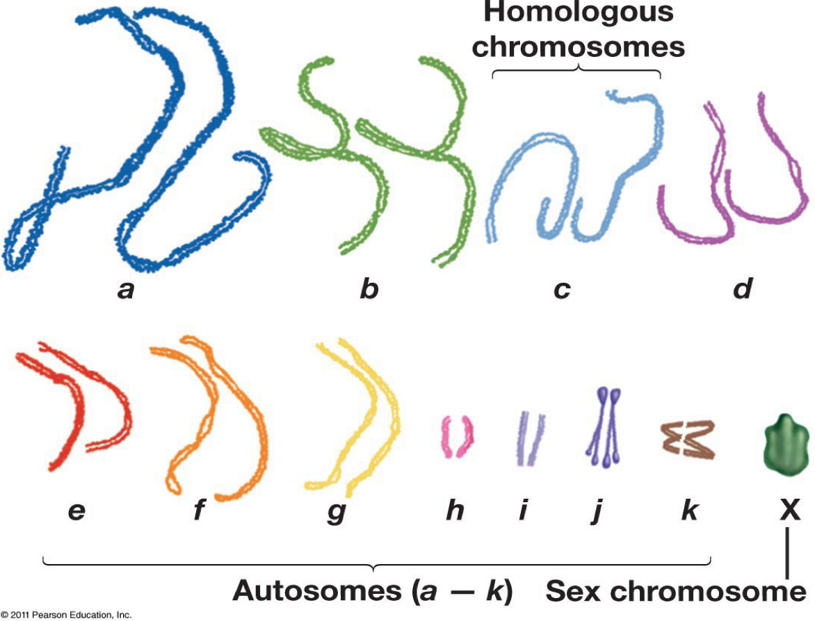 <p>What is the haploid number?</p>