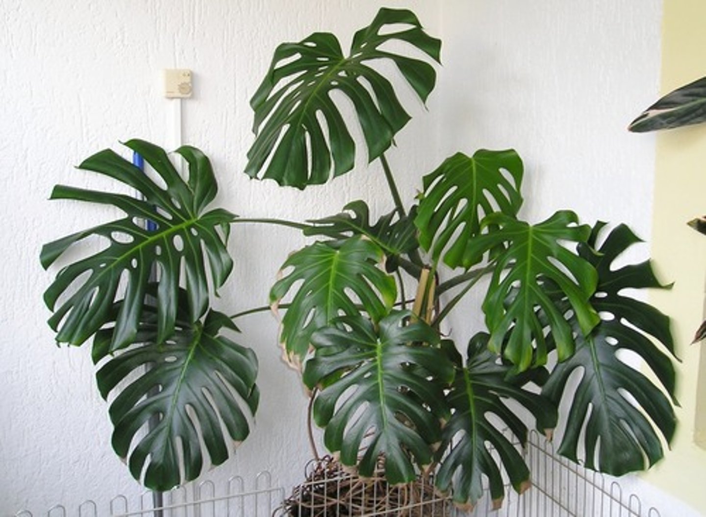 <p>Monstera deliciosa</p>