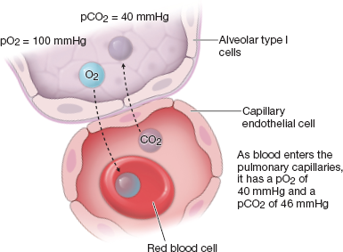 <p>O2 = 40mm Hg of partial pressure in the venous blood </p><p>Alveoli = 104 mm Hg of partial pressure </p><p>This steep gradient causes O2 to move from alveoli to capillaries </p>