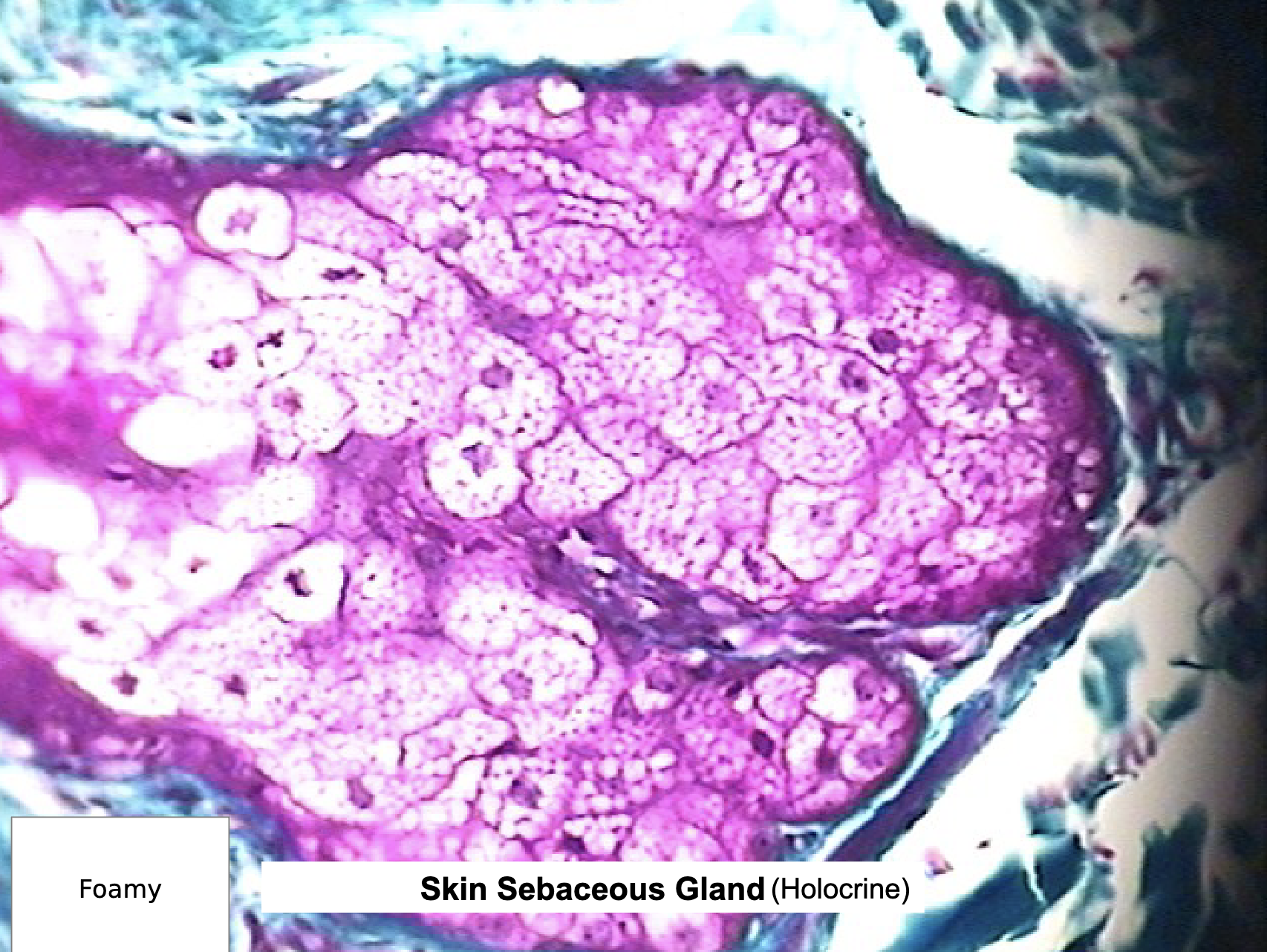 <ul><li><p>sweat glands, mammary glands, salivary glands</p></li><li><p>absorption, secretion, exchange </p></li></ul><p></p>