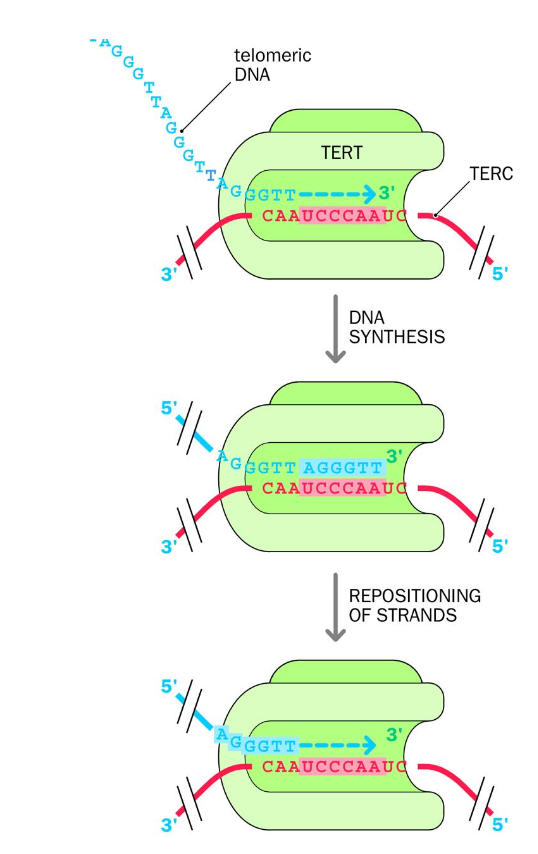 <p><strong>-Protect the ENDS of linear chromosomes</strong></p><p><strong>-Cap the chromosomes - PREVENT INTERNAL DNA being degraded by nucleases</strong></p><p>-solve the end replication problem</p><p></p><ul><li><p>Maintained and extended by<strong> telomerase</strong> enzyme</p></li><li><p>Telomeres can shorten with cell division - without telomerase this would cause cell death.- counteracts shortening</p></li></ul><p></p><p></p><p>telomerase - uses reverse transcriptase + noncoding RNA template to make new TELOMERE dna repeates</p><p><strong>-TERT -</strong> t<u>elomerase reverse transcriptase </u>is an <strong>RNA-dependent DNA polymerase - synthesis</strong> of DNA from an RNA template</p><p>uses RNA template provided by its other subunit <strong>TERC </strong>- <strong>telomerase RNA component.</strong></p><p>(terc) The rna template contains a sequence that is complementary to the telomere repeat sequence in humans - allowing tert to use terc to add more dna repeats to the telomere</p><p>complementary sequence = <strong>hexanucleotide sequence </strong>in the rna template</p><p></p><p>TERT USES TERC to <strong>add telomere repeat sequences to chromosome ends</strong></p>