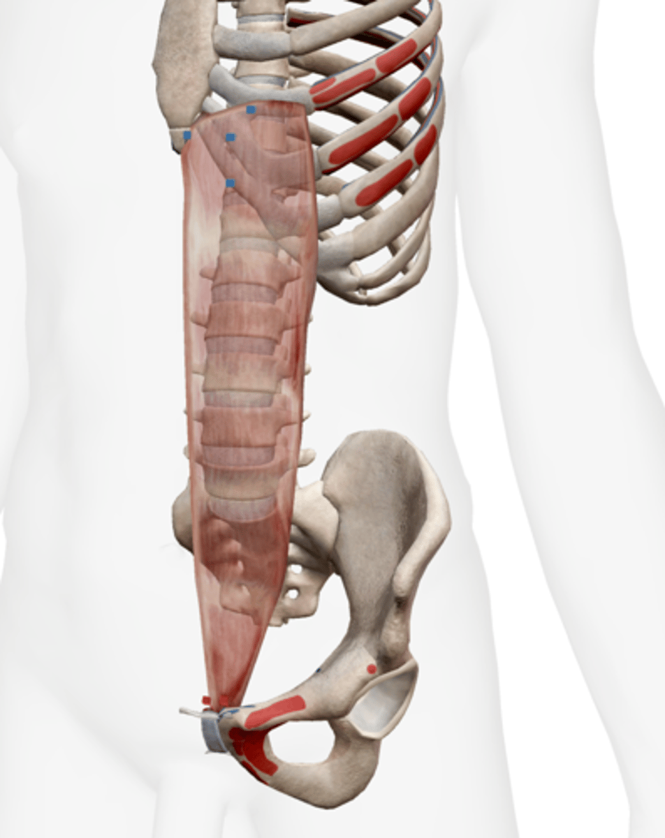 <p>Xiphoid process, linea alba, and pubis</p>