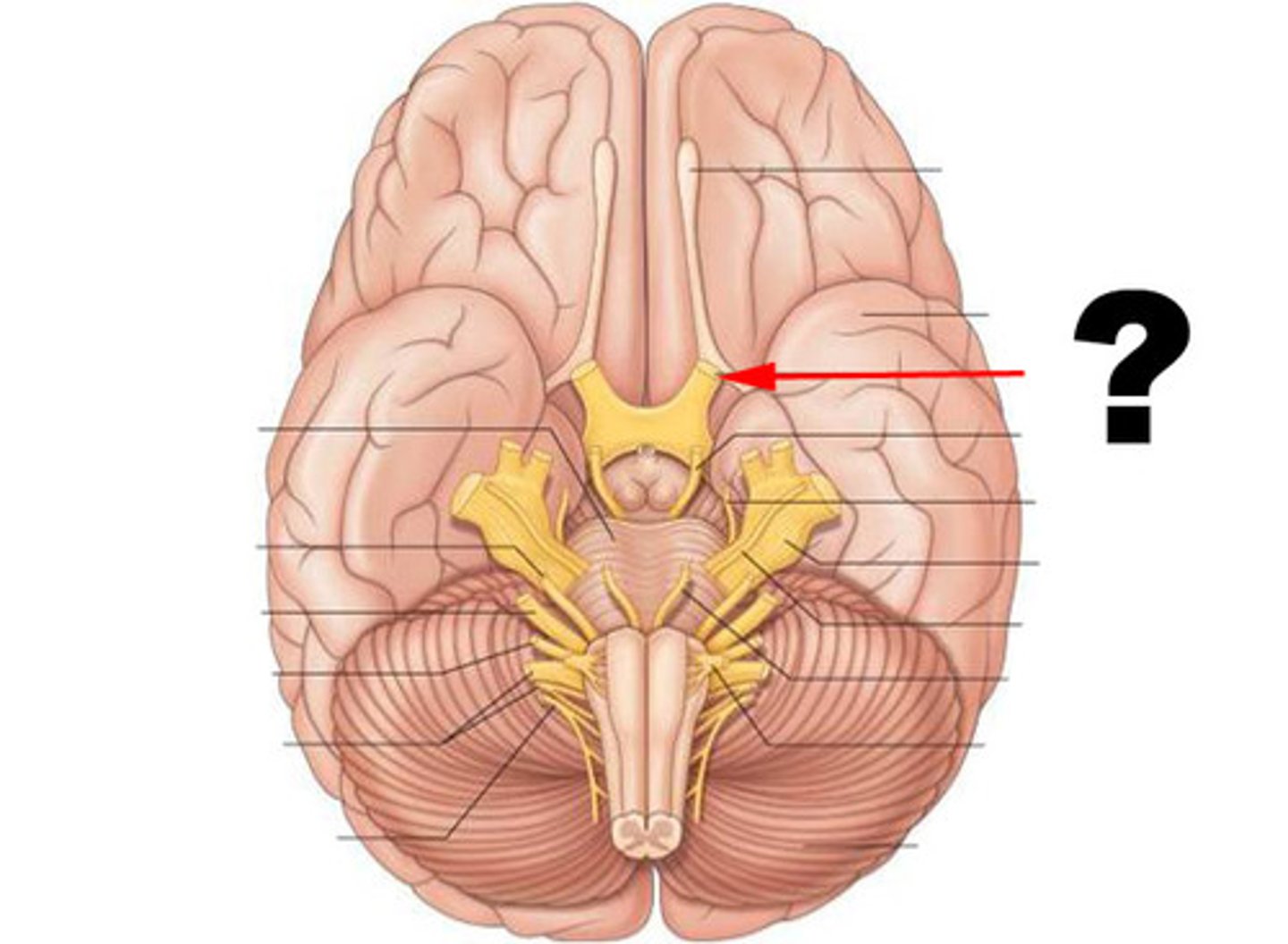 <p>Optic; eye; sensory</p>