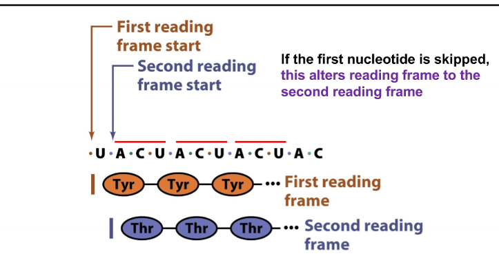 <p>the reading frame is altered</p>