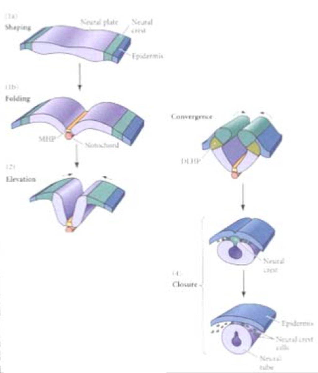 <p>the notochord induces neuroectoderm to differentiate into neural plate</p>