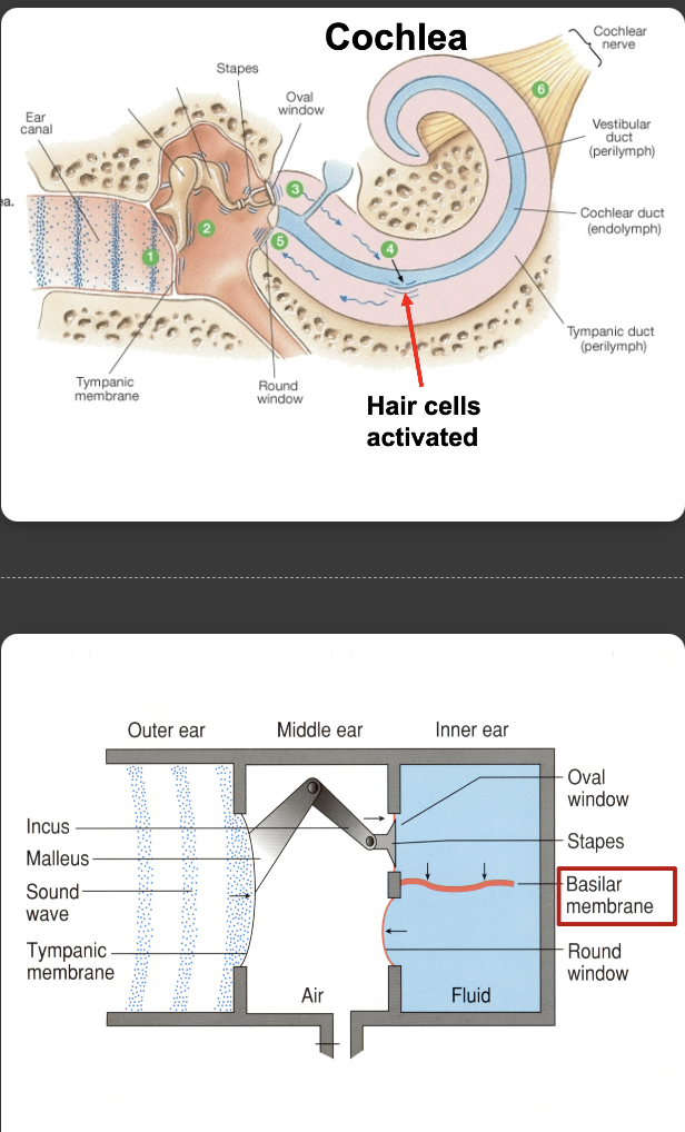 <ol><li><p>Sound waves strike the tympanic membrane and become vibrations</p></li><li><p>the sound wave energy is transfered to the 3 bones of the middle ear which vibrate them</p></li><li><p>the stapes is attached to the membrane of the oval window. vibrations of the oval window create fluid waves within the cochlea</p></li><li><p>the fluid waves push on the flexible membranes of the cochlear duct</p></li><li><p>energy from the waves is transfered across the cochlear duct into the tympanic duct and is disipated back into the middle ear at the round window</p></li><li><p>hair cells with in the cochlear duct create AP’s in the sensory neurons of the cochlear nerve</p></li></ol><p></p><p>Sound Waves → Ear Canal → Tympanic Membrane (Eardrum) → Malleus → Incus → Stapes → Oval Window → Cochlea (Fluid Vibrations) → Basilar Membrane → Hair Cells → Electrical Signals to the Brain</p><p></p>