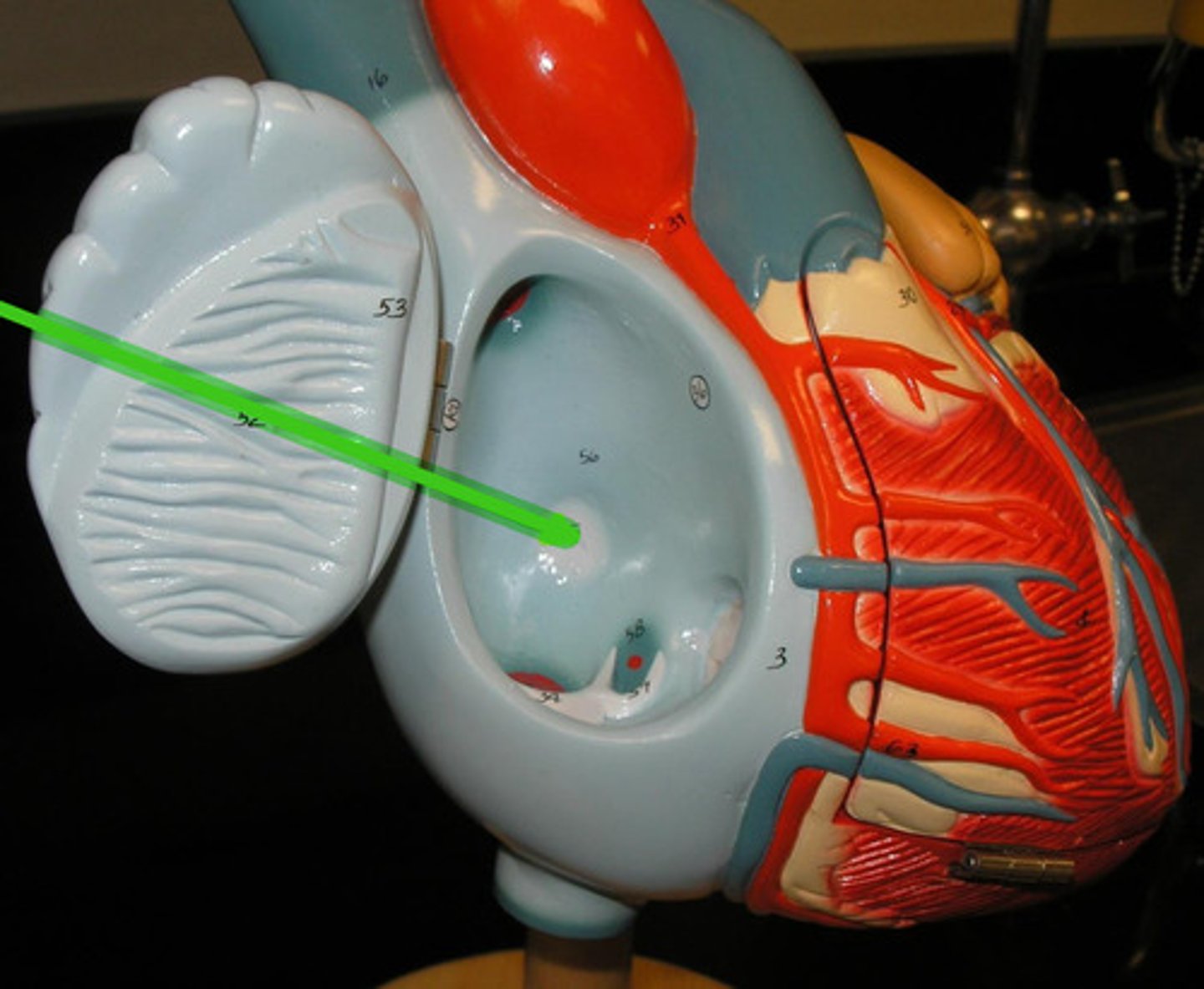 knowt flashcard image