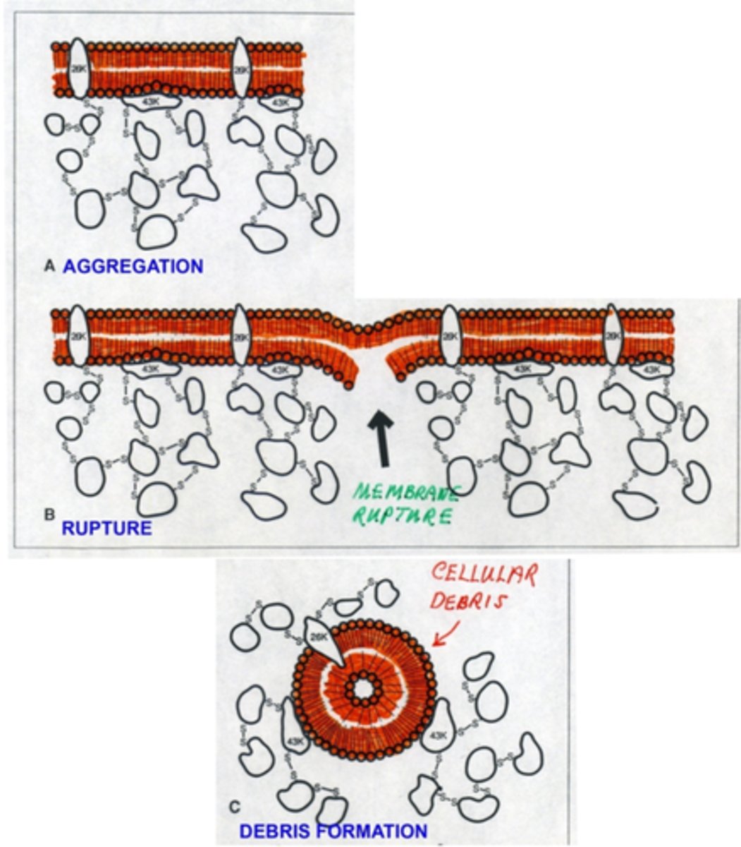 <p>1. aggregation of crystallins to intrinsic 26kd and extrinsic 43 kd membrane proteins</p><p>2. rupture of membrane </p><p>3. debris formation</p>