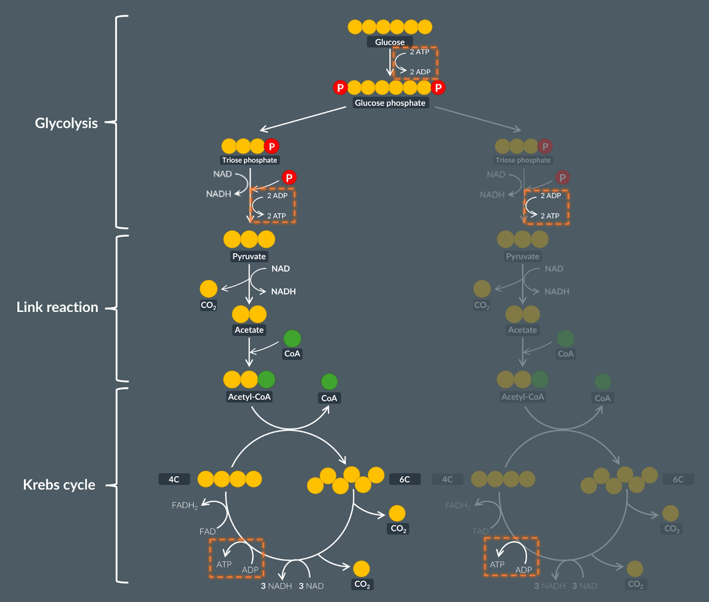 <p><span><span>Using this diagram, we can see how much ATP is made during the first three stages of aerobic respiration from a single molecule of glucose.</span></span></p>