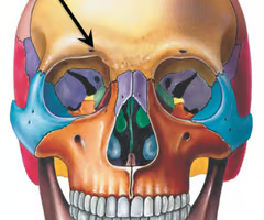 <p>supra-orbital nerve and vessels</p>