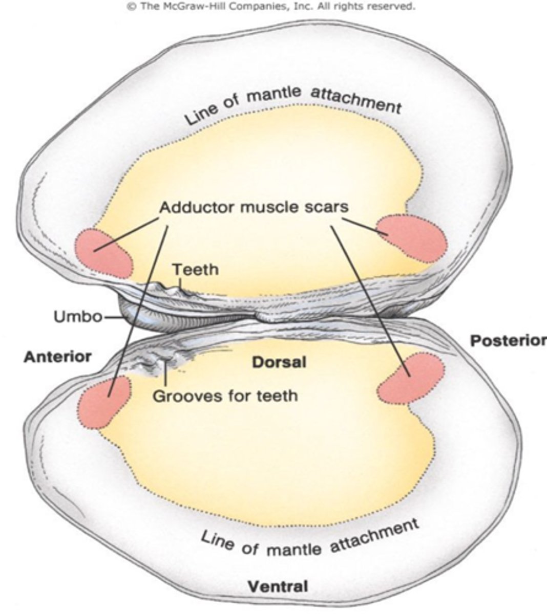 <p>In molluscs, the two convex halves of the shell are called ____</p>