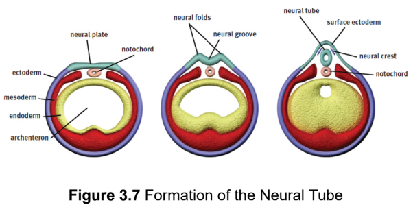 <p>development of the nervous system</p>