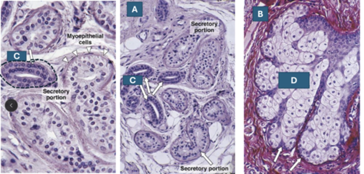 <p>B) classify the gland</p>