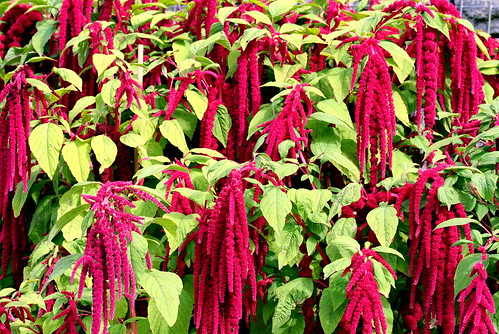 amaranth