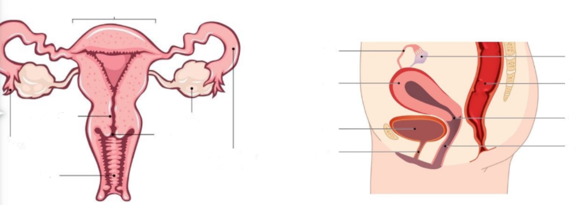 Label diagrams