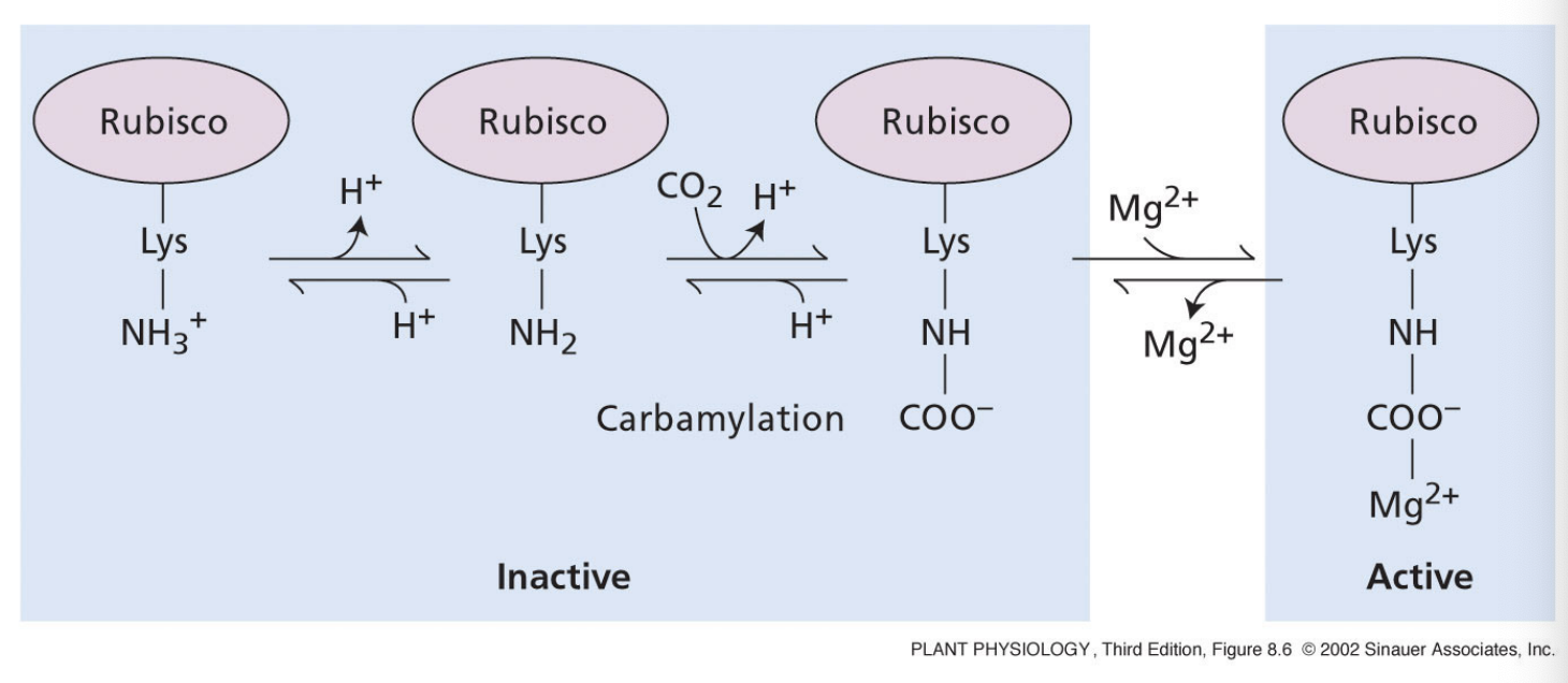 <ul><li><p>increasing stromal pH</p></li></ul><ul><li><p>increasing concentration of Mg2+ in the stroma</p></li></ul><ul><li><p>four light regulated enzymes in the Calvin cycle are activated by the ferredoxin-thioredoxin pathway → ensures that Calvin cycle happens when light reactions are happening</p></li></ul><p></p>