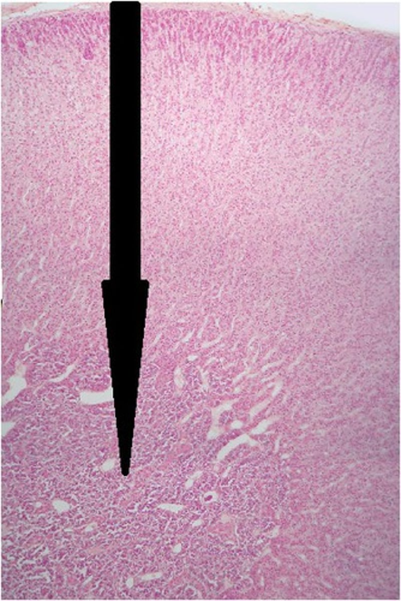 <p>A. Label B. Hormones made there</p>