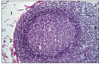 <p>name of histologic slide:</p><p>Specie:</p><p>Parts</p><p>1.__ 2.__ 3.__ 4.__ 5.__</p><p>Stain used:</p>