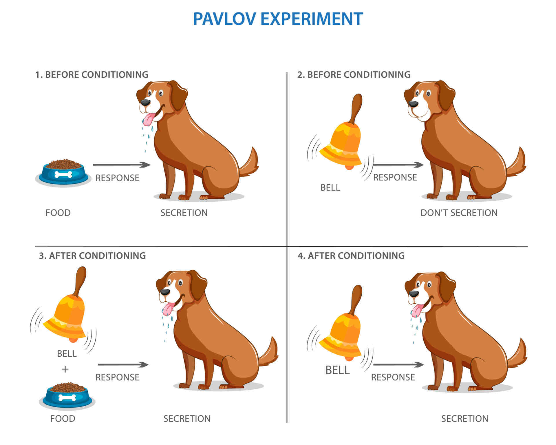<ol><li><p>Pavlov presented the dog with food which triggered <strong>salivation </strong>in the dog. Pavlov called the food an <strong>unconditioned stimulus </strong>which produced an <strong>unconditioned response </strong>(the dog’s salivation is a <strong>reflex </strong>that has not been learned </p></li><li><p>Pavlov <strong>rang a bell </strong>but the dog did not respond. Pavlov called this a <strong>neutral stimulus </strong>as it did not lead to salivation </p></li><li><p>Every time food was presented to the dog, a <strong>bell was rung at the same time </strong>to create an <strong>association </strong>between the bell and food. This <strong>learning stage</strong> was repeated every time the dog was fed food </p></li><li><p>The dog eventually <strong>learnt to salivate to the sound of the bell alone </strong>and this is a <strong>conditioned response.</strong> The bell is no longer neutral but a <strong>conditioned stimulus </strong></p></li></ol>