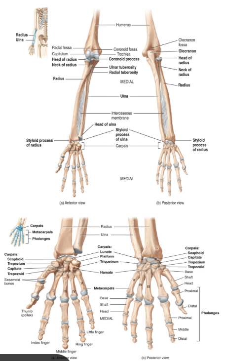 <p>(numbers are 1 per arm)</p><ul><li><p>ALWAYS SHOWN PALM FACING UPP</p></li><li><p>humerus</p></li><li><p>radius/ulna</p></li><li><p>carpals</p><ul><li><p>2 rows of bones per wrist</p></li></ul></li><li><p>5 metacarpals</p><ul><li><p>the palm</p></li></ul></li><li><p>14 phalanges</p></li></ul><p></p>