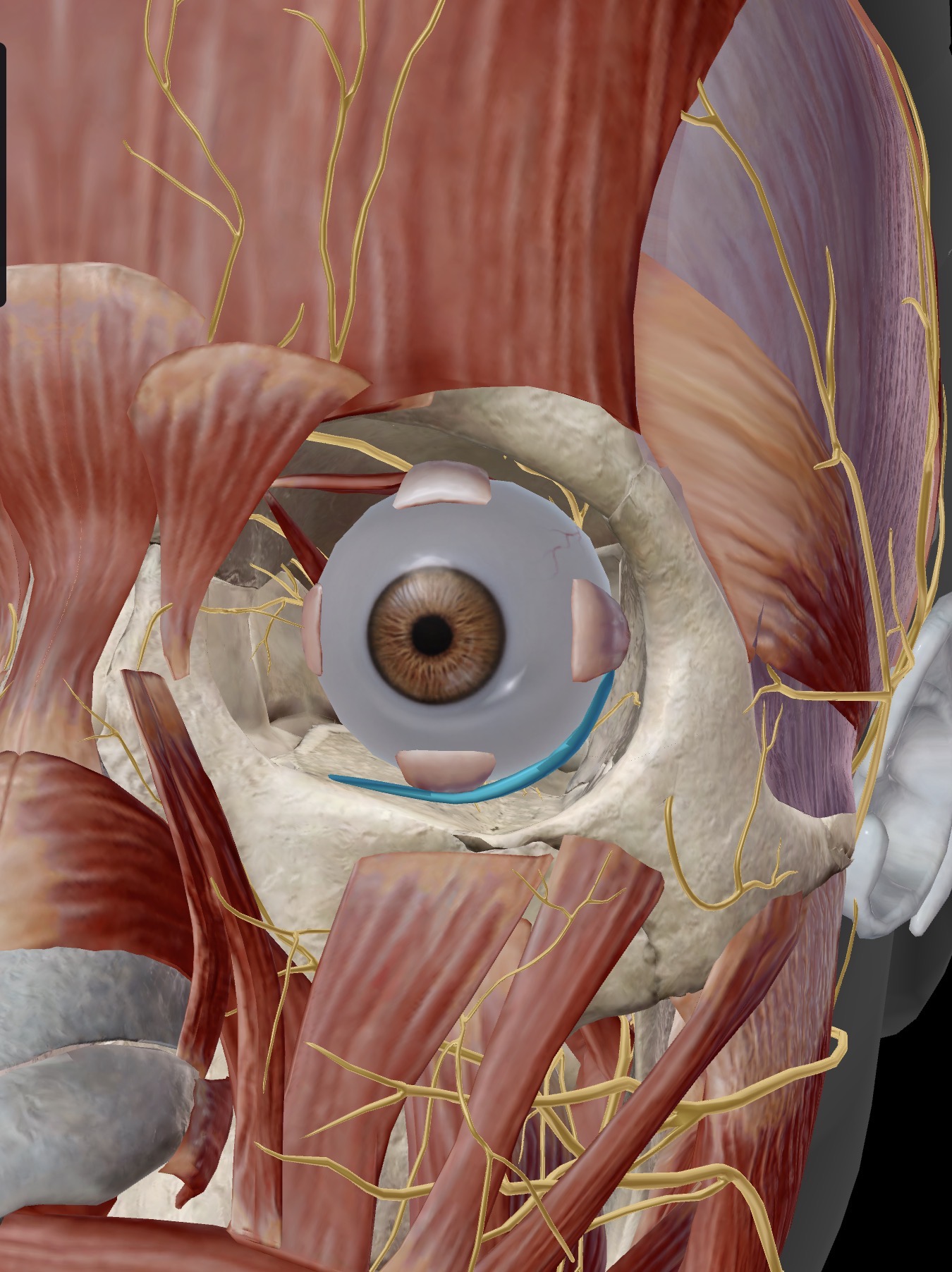 <p>Name the muscle and corresponding letter ( O = origin, I = insertion, A = actions, IN = innervation)</p><p>IN</p><p>A</p>