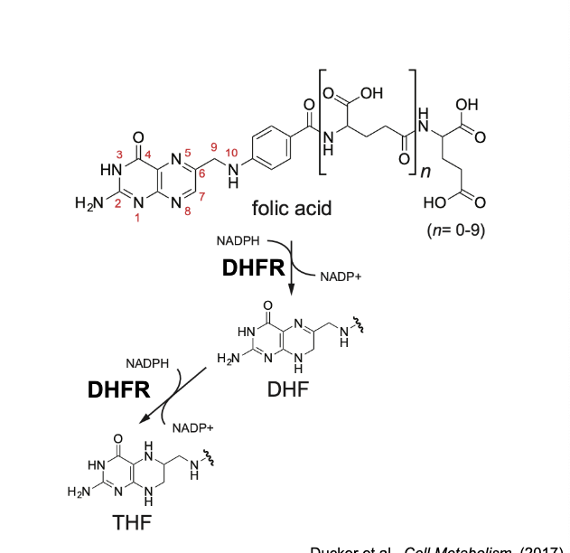 <ul><li><p>inhibits dihydrofolate reductase (DHFR)</p></li><li><p>prevents generation of <strong>THF</strong> to carry 1C units for purine synthesis</p></li></ul><p></p>