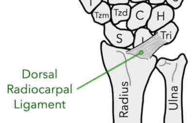 <p>Connects the distal end of the radius to the triquetrum (posterior)</p><p>*prevents over-flexion of the wrist</p>