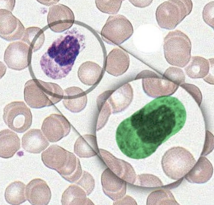 <p>Identify this cell. </p>