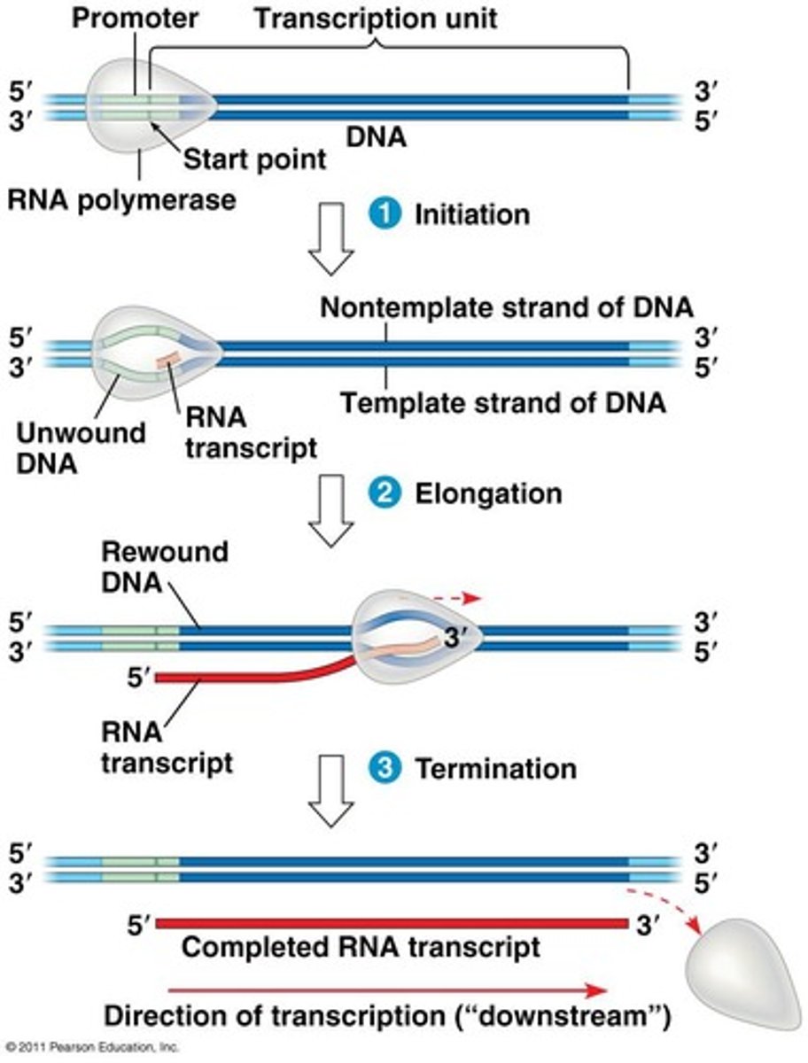 <p>Sequence signaling end of transcription.</p>