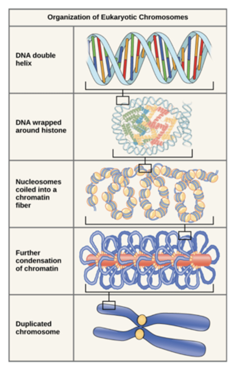 <p>Eukaryotic DNA must be condensed into compact chromosomes to fit into the nucleus:</p><p>1. Short stretches of DNA wrap around a core of 8 histone proteins (like a string of beads)</p><p>2. The histone-DNA complex (the bead) is called a nucelosome and the connecting DNA (string) is called linker DNA</p><p>3. This structure coils to form a chromatin fiber</p><p>4. Condensin binds to DNA and wraps it into coiled loops that are compacted into a chromosome </p>