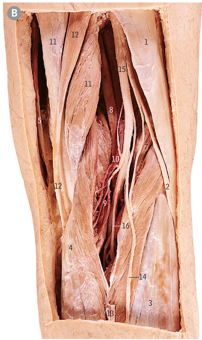 <p>11</p>